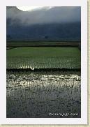 riz 09 * Lueurs de l'aube sur le riz fraîchement repiquéGlimmer of dawn on ricefields freshly planted out
©Eric Mathieu * 535 x 800 * (54KB)